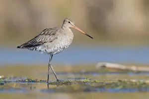 Black Tailed Prints: Black-tailed Godwit