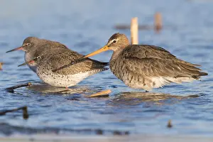 Black Tailed Prints: Black-tailed Godwit