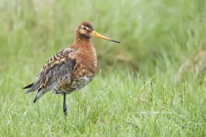 Black Tailed Prints: Black-tailed Godwit