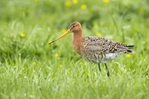 Black Tailed Prints: Black-tailed Godwit