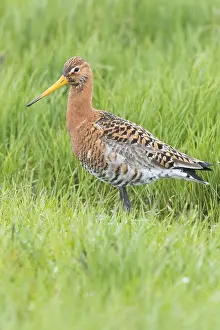 Black Tailed Prints: Black-tailed Godwit
