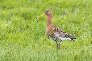 Black Tailed Prints: Black-tailed Godwit