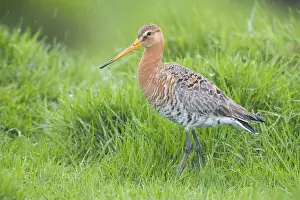 Black Tailed Prints: Black-tailed Godwit