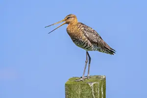 Black Tailed Prints: Black-tailed Godwit, Grutto, Limosa limosa limosa
