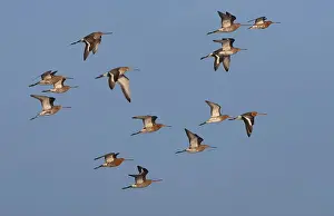 Images Dated 15th February 2008: Black-tailed Godwit, Limosa limosa