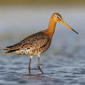 Images Dated 19th April 2014: Black-tailed Godwit, Limosa limosa