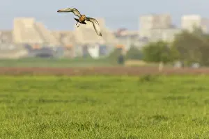Images Dated 27th May 2023: Black-tailed Godwit, Limosa limosa