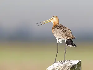 Black Tailed Prints: Black-tailed Godwit, Limosa limosa