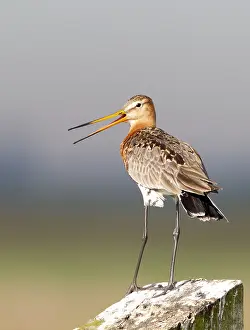 Black Tailed Prints: Black-tailed Godwit, Limosa limosa