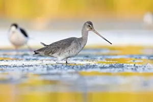 Pittima Reale Prints: Black-tailed Godwit, Limosa limosa
