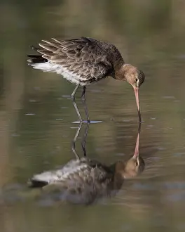 Black Tailed Prints: Black-tailed Godwit, Limosa limosa