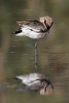 Black Tailed Prints: Black-tailed Godwit, Limosa limosa