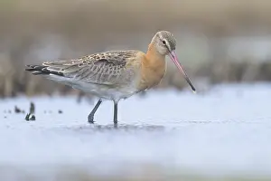 Black Tailed Prints: Black-tailed godwit, Limosa limosa