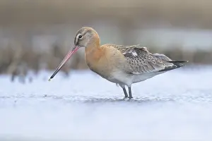 Black Tailed Prints: Black-tailed godwit, Limosa limosa