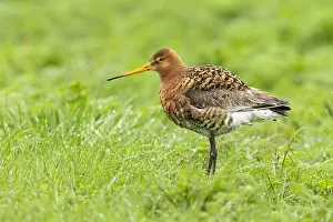 2022 Prints: Black-tailed Godwit, Limosa limosa islandica