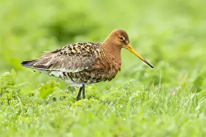 2022 Prints: Black-tailed Godwit, Limosa limosa islandica