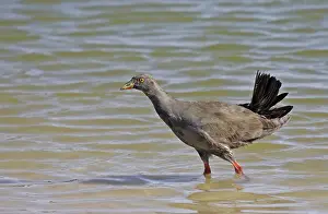 Images Dated 22nd October 2009: Black-tailed Nativehen, Tribonyx ventralis