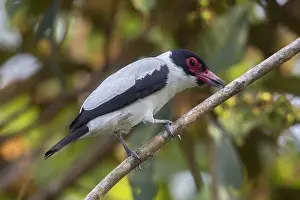 Black Tailed Prints: Black-tailed Tityra (Tityra cayana cayana)