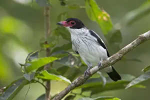 Black Tailed Prints: Black-tailed Tityra (Tityra cayana cayana)