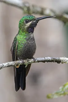 2024 Prints: Black-throated Brilliant (Heliodoxa schreibersii schreibersii)