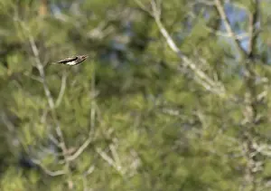 : Black-throated Thrush, Turdus atrogularis