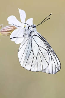 Images Dated 25th May 2023: Black-veined White, Aporia crataegi