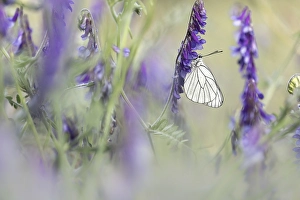 Images Dated 25th May 2023: Black-veined White, Aporia crataegi