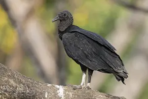 January Prints: Black Vulture (Coragyps atratus)