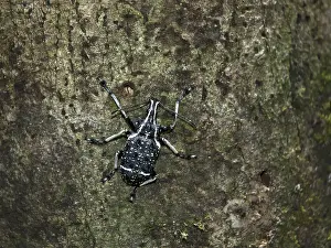 Images Dated 20th February 2006: Black and white marbled weevil, Tachyerges salicis