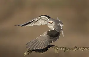 January Prints: Black-winged Kite, Elanus caeruleus