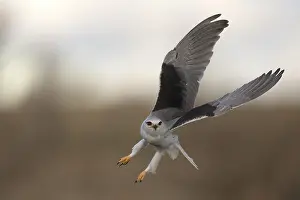 Images Dated 17th January 2023: Black-winged Kite, Elanus caeruleus