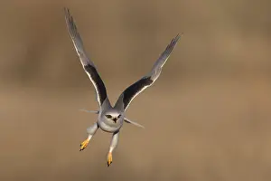 January Prints: Black-winged Kite, Elanus caeruleus