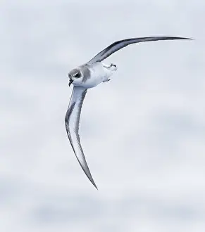 : Black-winged Petrel, Pterodroma nigripennis