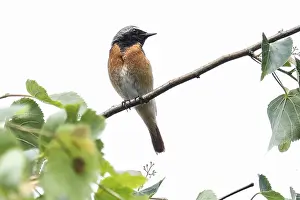 2022 Prints: Black x Common Redstart Hybrid Phoenicurus ochruros x Phoenicurus phoenicurus