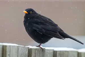 Culture Prints: Blackbird, Turdus merula
