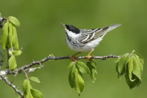 Images Dated 17th April 2017: Blackpoll Warbler