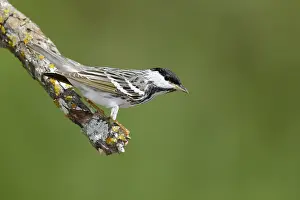 Images Dated 24th April 2017: Blackpoll Warbler