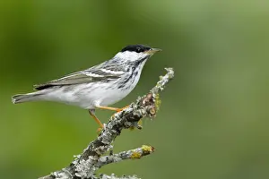 Images Dated 17th April 2017: Blackpoll Warbler