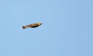 Images Dated 12th October 2015: Blackpoll warbler