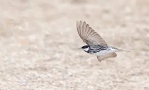 Images Dated 24th May 2023: Blackpoll Warbler, Dendroica striata