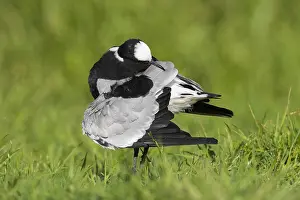 Preening Prints: Blacksmith Lapwing, Vanellus armatus
