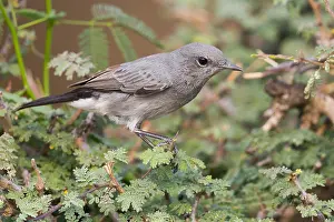 Muscicapidae Prints: Blackstart