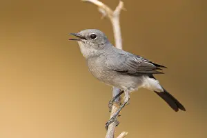 Muscicapidae Prints: Blackstart