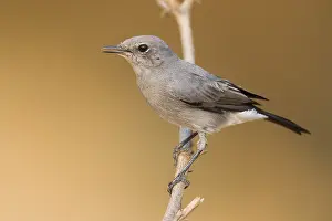 Muscicapidae Prints: Blackstart