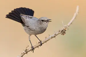 Muscicapidae Prints: Blackstart