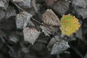 Images Dated 17th October 2007: blad, leaf
