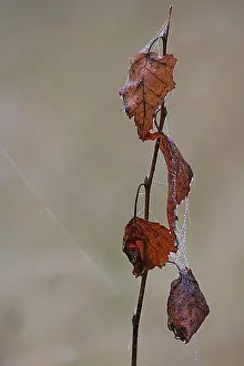 Images Dated 11th October 2007: blad, leaf