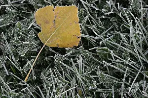 Images Dated 14th October 2007: blad, leaf