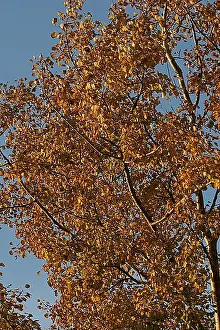 Nerven Prints: blad, leaf