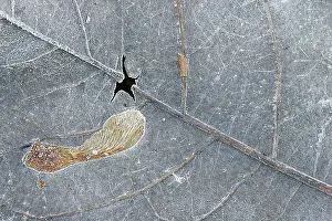 Blad Prints: blad, leaf